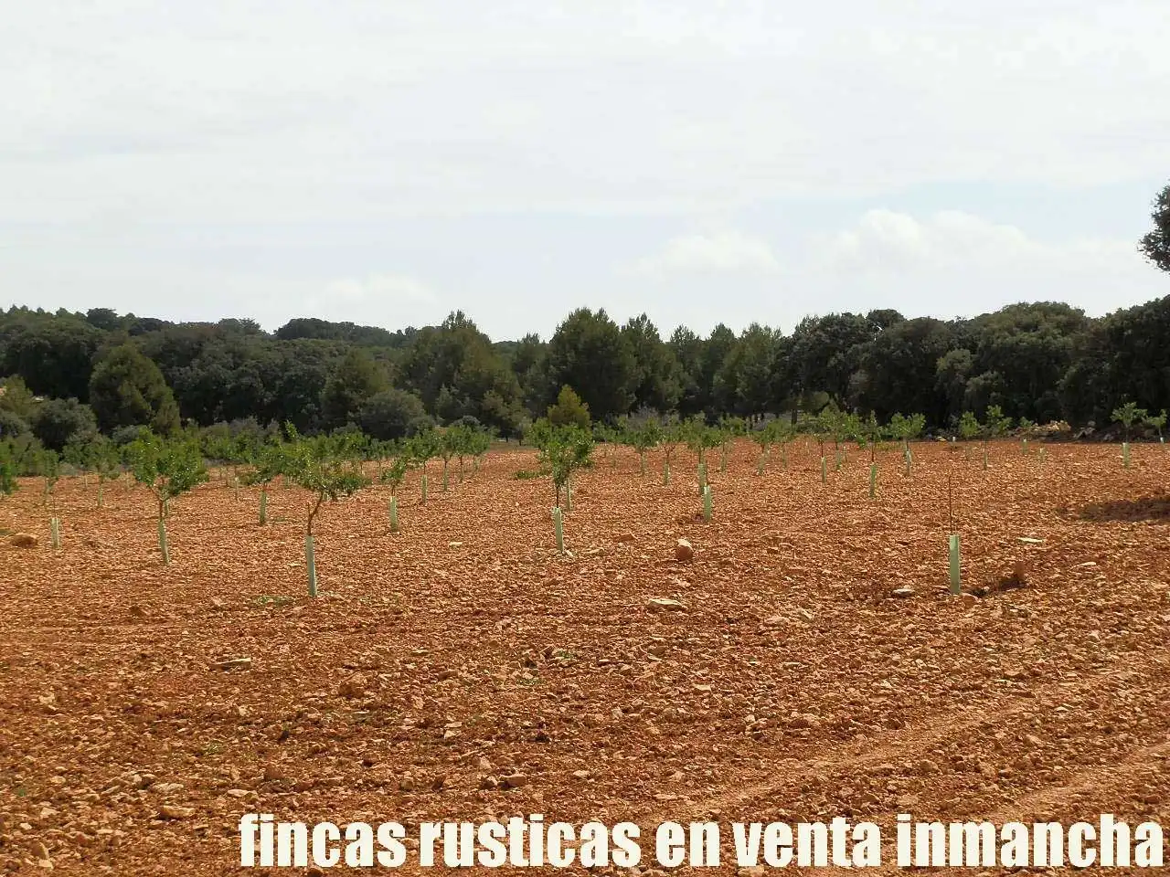 Terreni e lotti in vendita a Villarrobledo, imagen 15