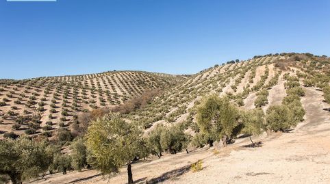 Photo 5 of Land for sale in Poligono 2 Parcela 276 y 409, Campotéjar, Granada