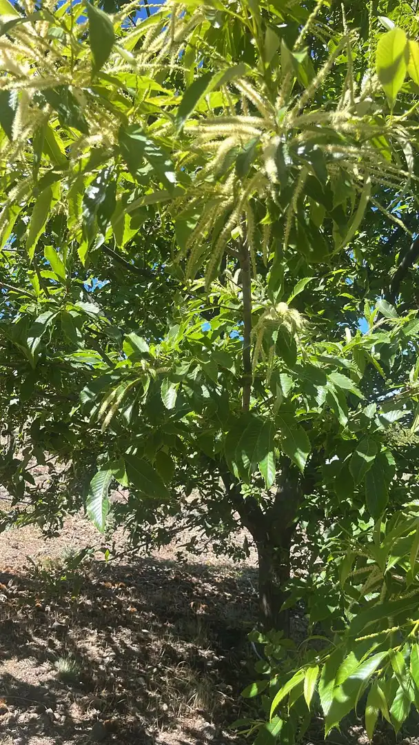 Terreni e lotti in vendita a Nigüelas, imagen 38