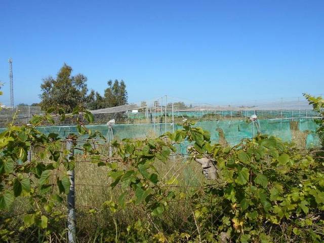 Finca rústica en Venta en Norte - Blanca Paloma