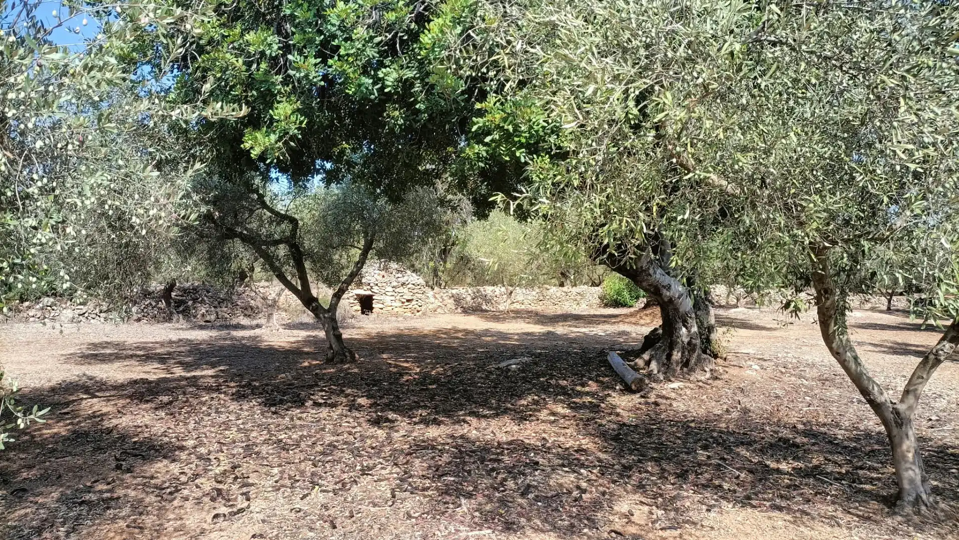 Terrain rustique à vendre à Camí de la Ferrereta 17, imagen 19