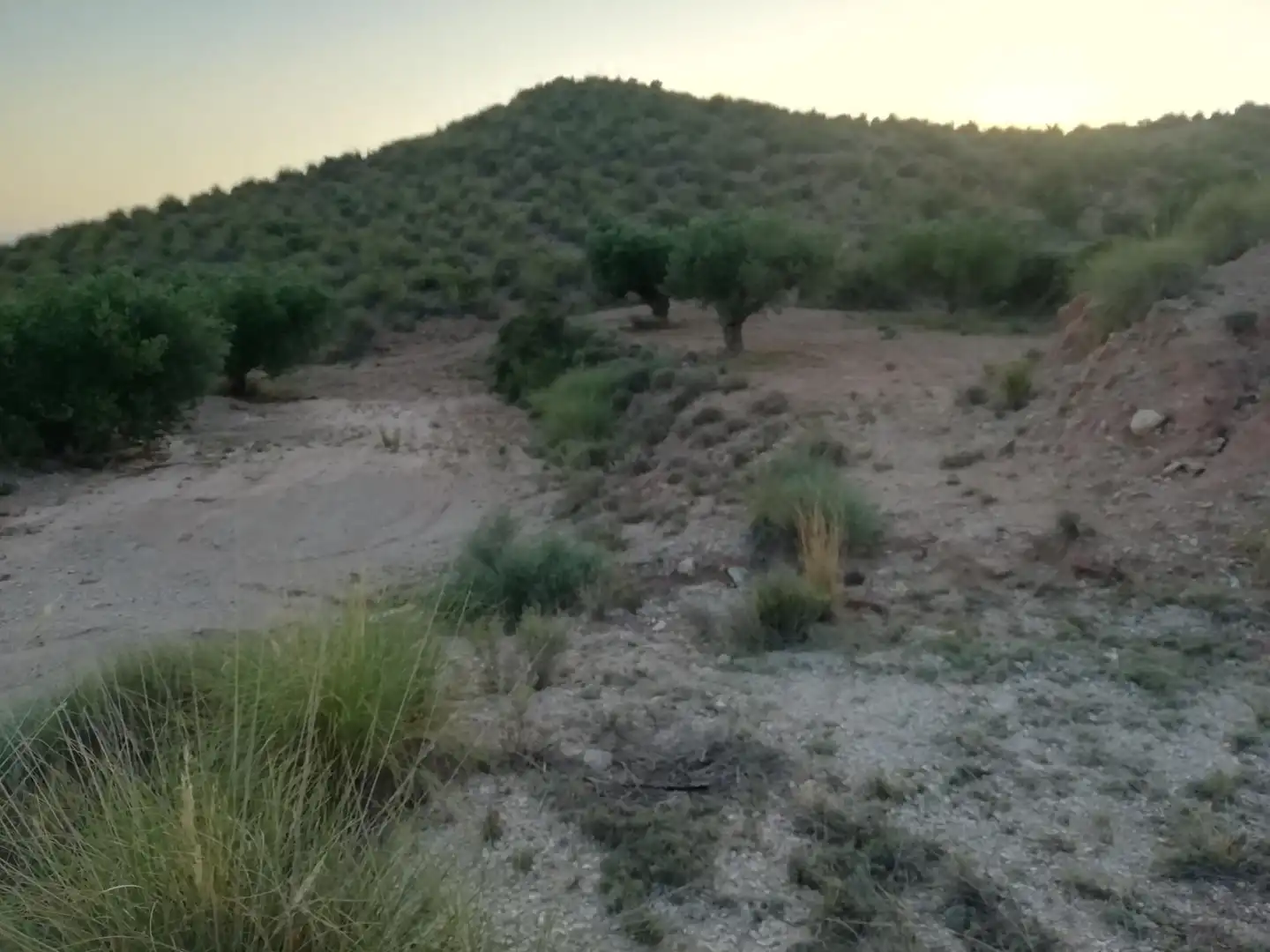 Finca rústica en venta en Abanilla