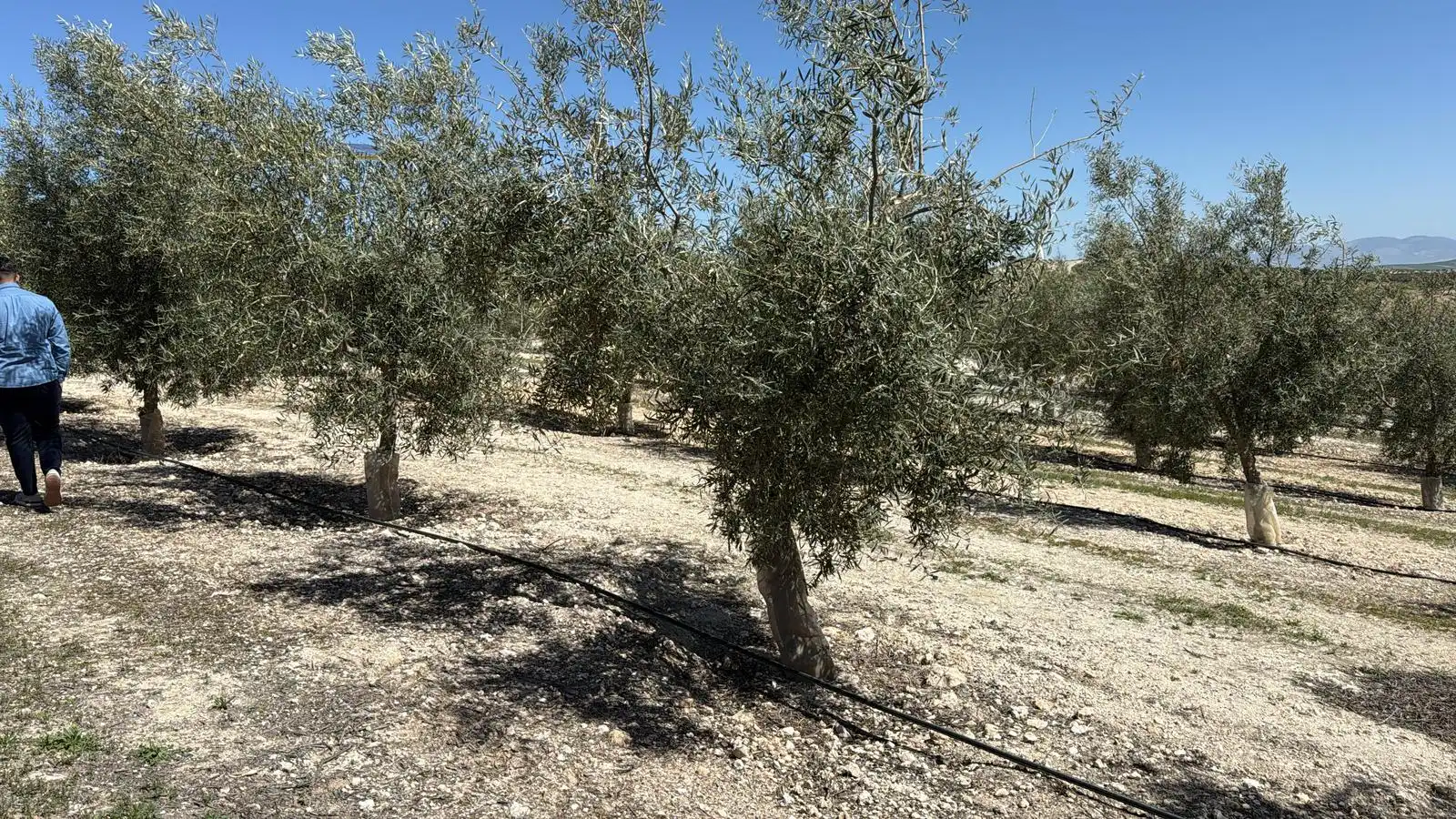 Land for sale in Ventas de Huelma
