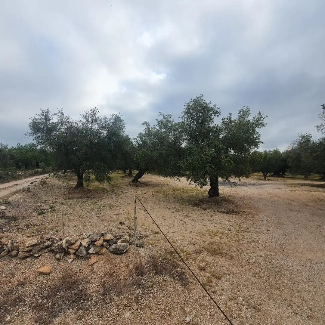 Terrain rustique à vendre à Xerta, imagen 5