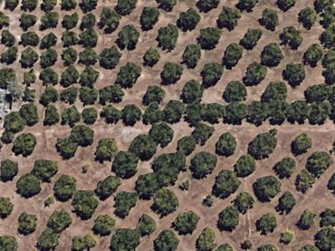 Terreno rústico en venta en Sueca ciudad