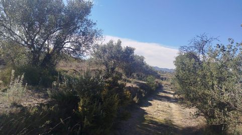 TERRENO RUSTICO AGRARIO ,CON OLIVOS EN PRODUCCIÓN, immagine 3