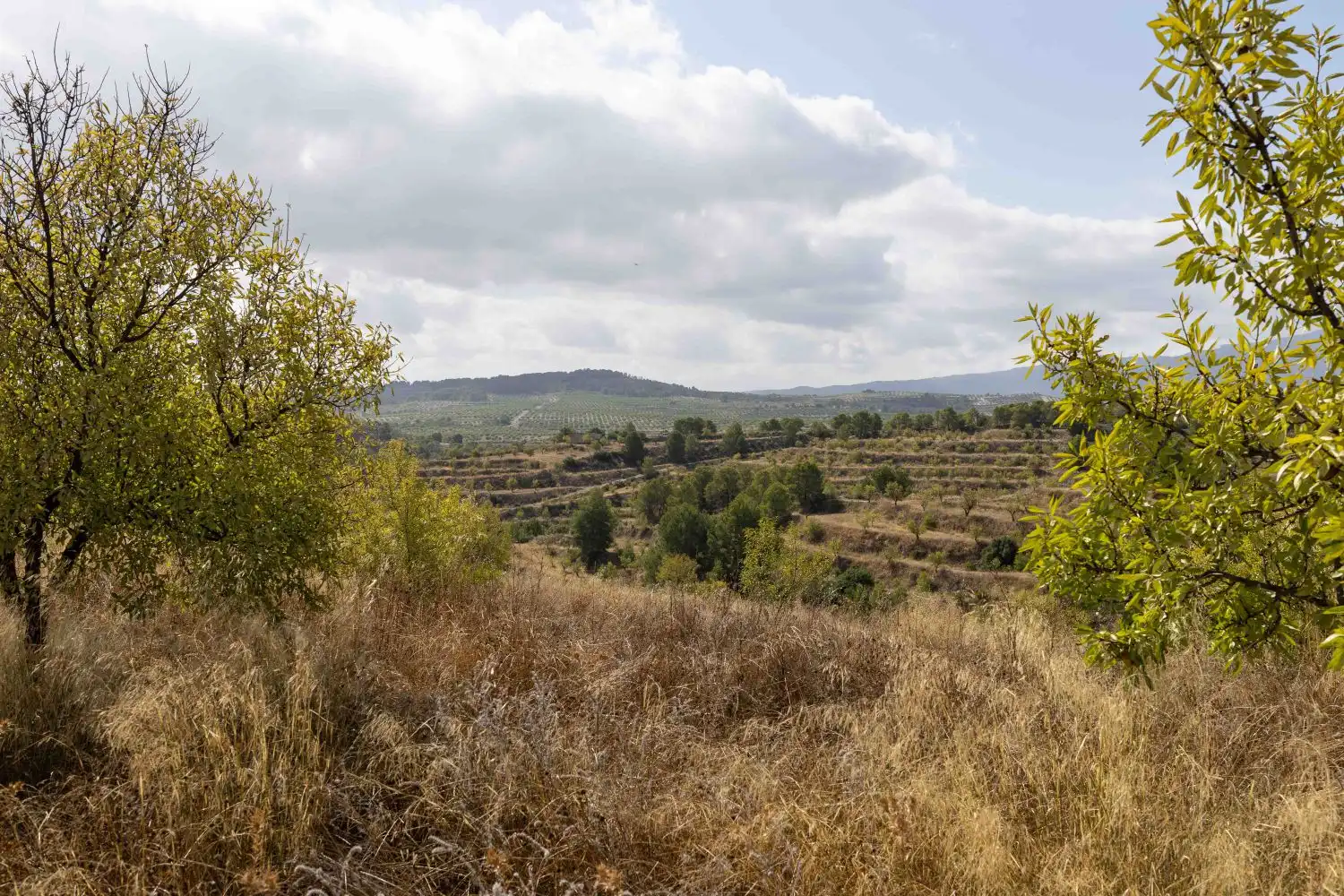 Finca rústica en venta en Mula