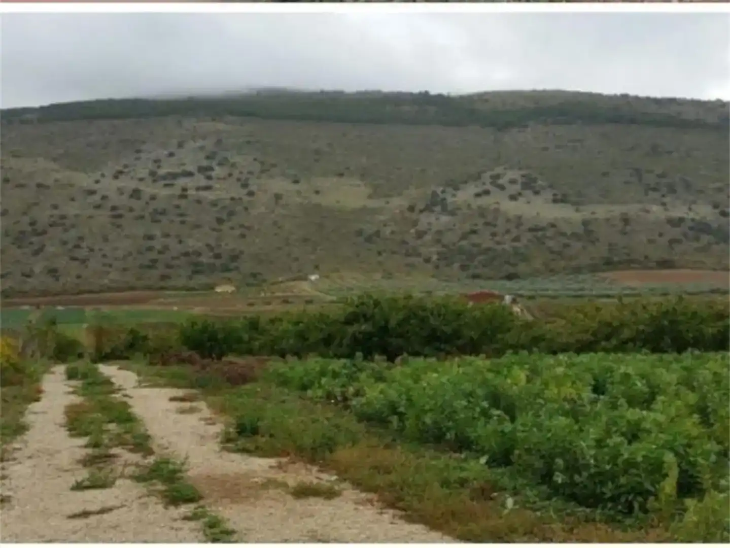 Land for sale in Alfarnate