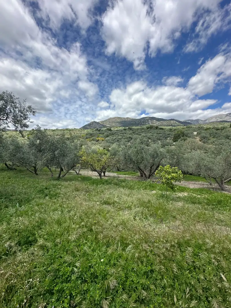 Terreni e lotti in vendita a Periana, imagen 47