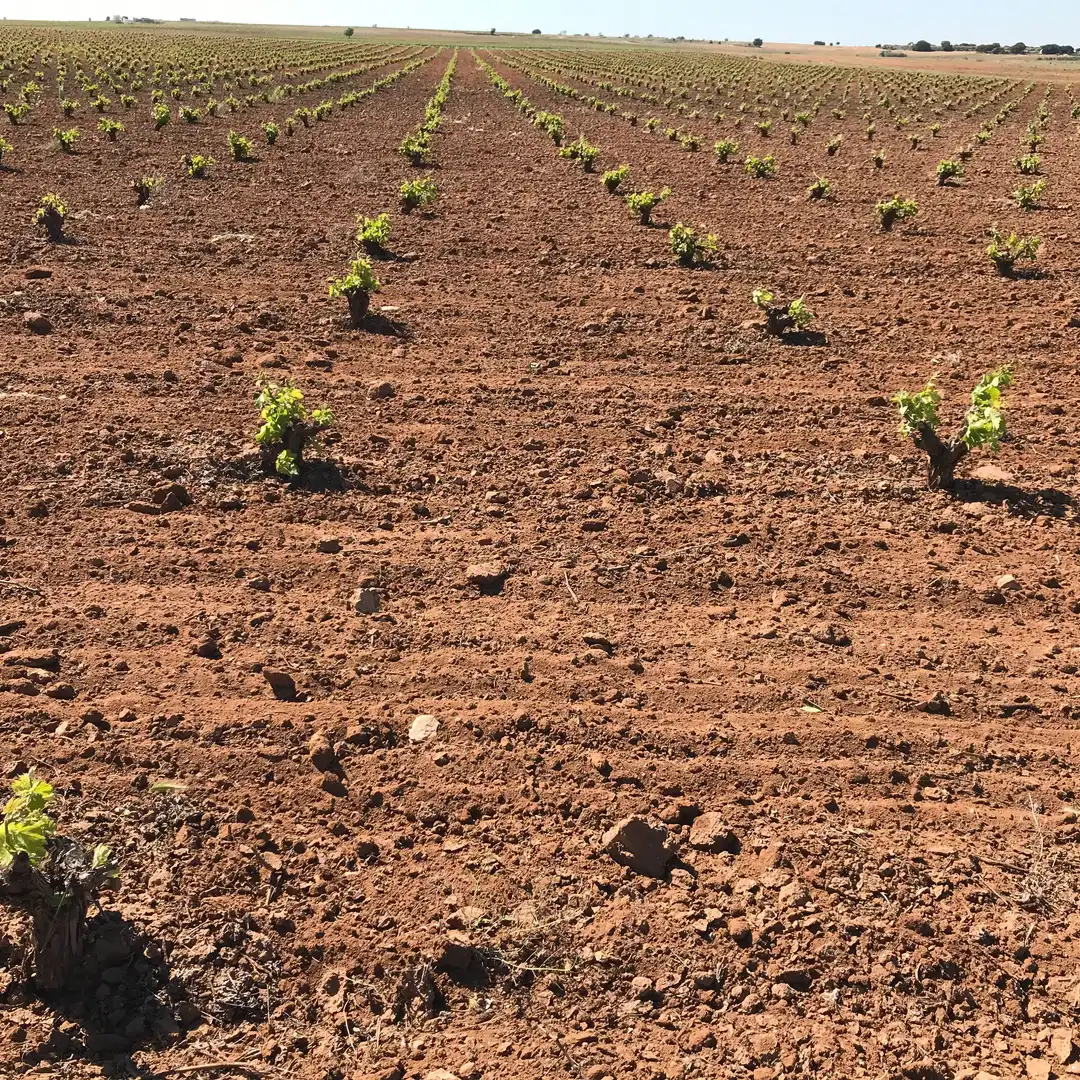 Terrenys i solars en venda a Mota del Cuervo, imagen 26