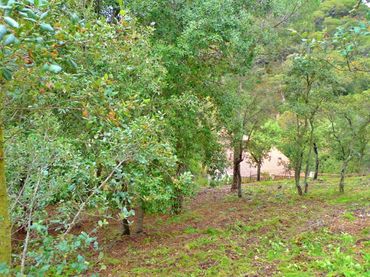 Wohnbaugrundstück zum Verkauf in Carrer Orades