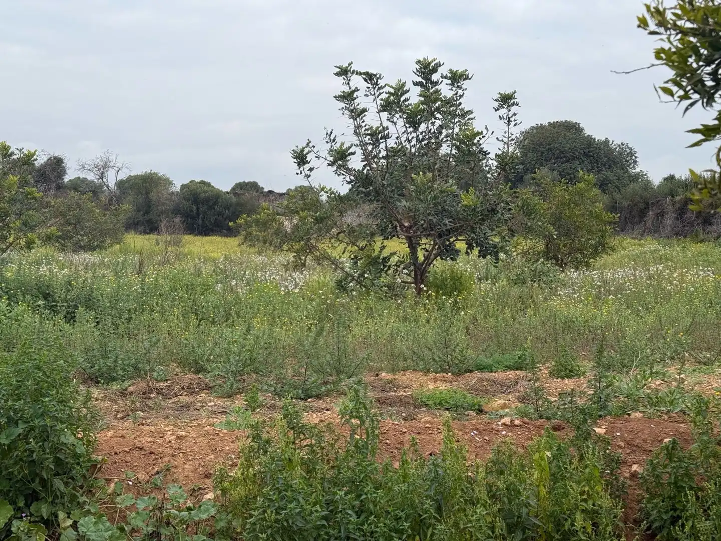 Finca rústica en venda a Altafulla