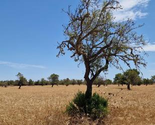 Land for sale in Santanyí