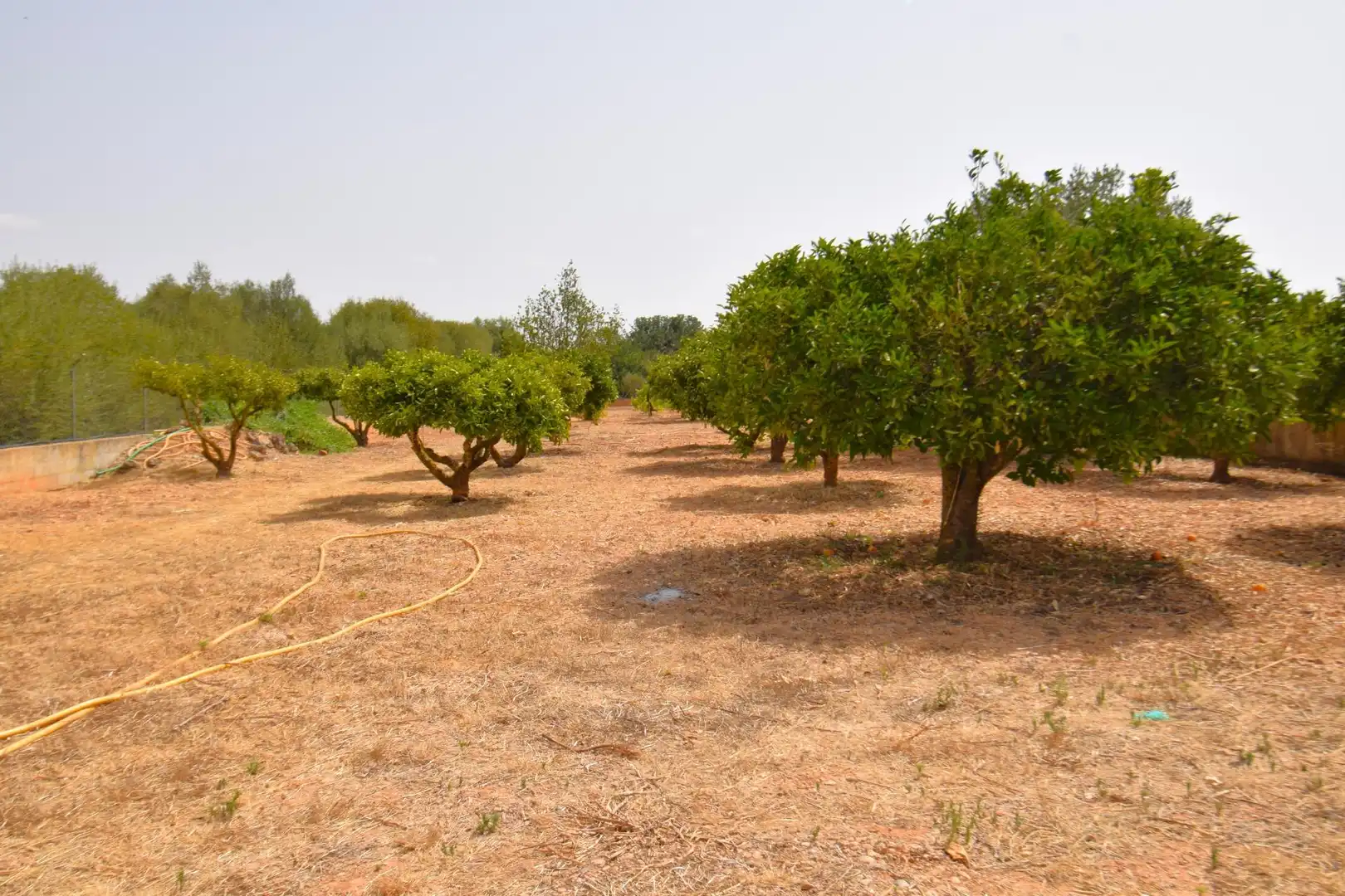 Maison rustique avec jardin à vendre à Sencelles, imagen 33