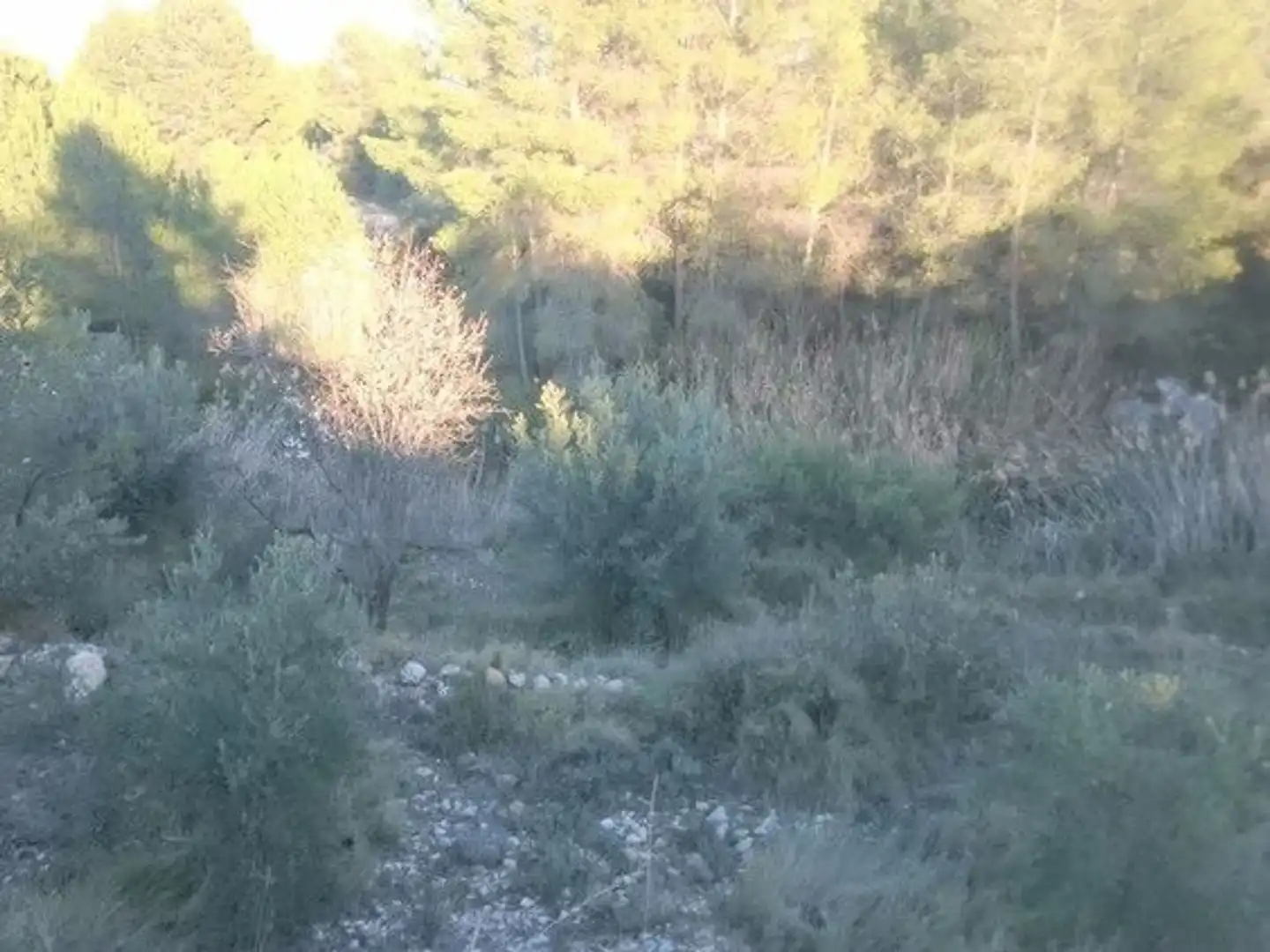 Terreni e lotti in vendita a Moratalla, imagen 15