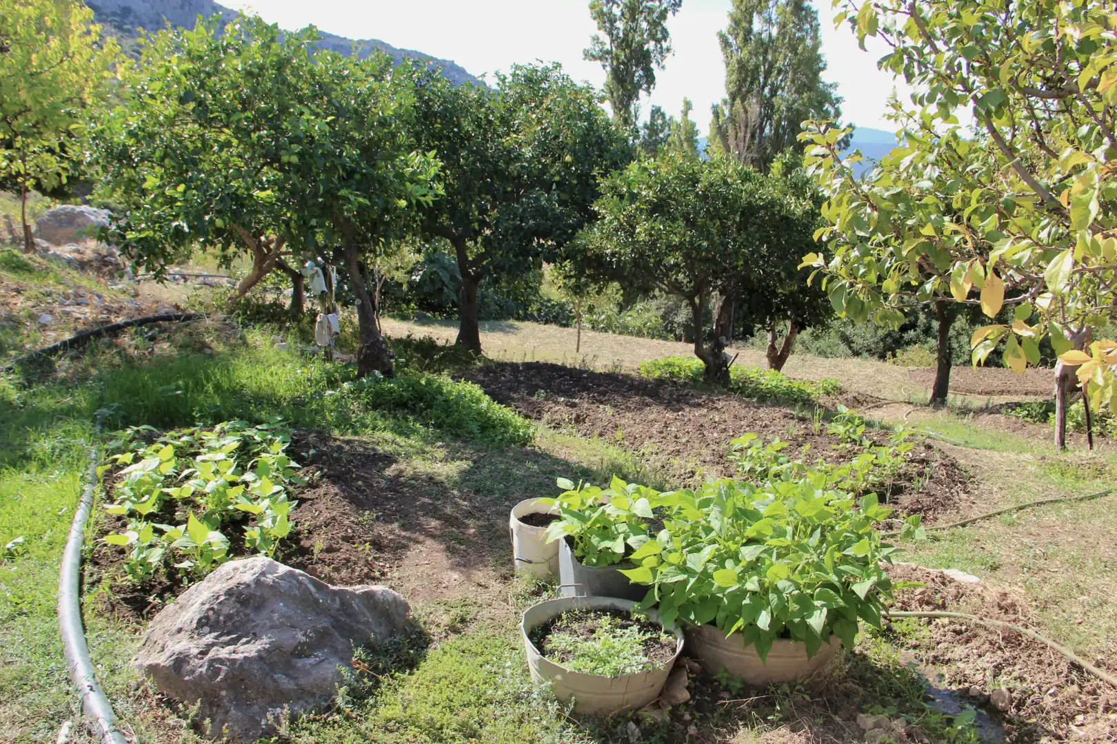 Jardí de Casa o xalet en venda en Benaocaz amb Jardí privat, Terrassa i Traster