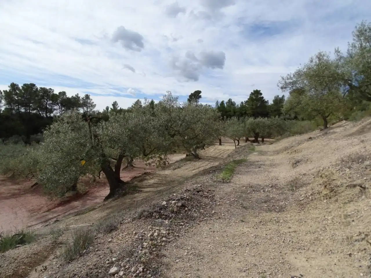 Terrain résidentiel à vendre à Xerta, imagen 5