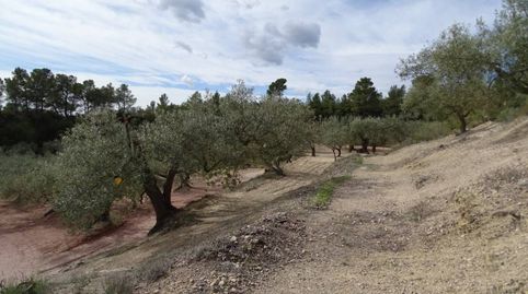 Finca de 94.380 m² en venta en la población de Xerta, plantada de olivos, algarrobos, almendros y zona de pinar, la propiedad está, imatge 5