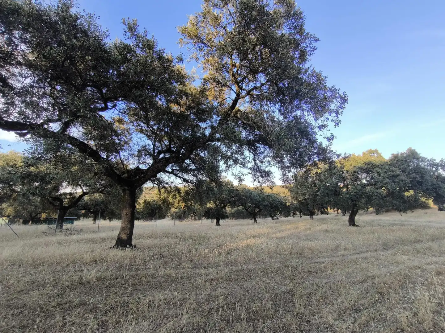 Rural land for sale in Fuente Obejuna, imagen 59