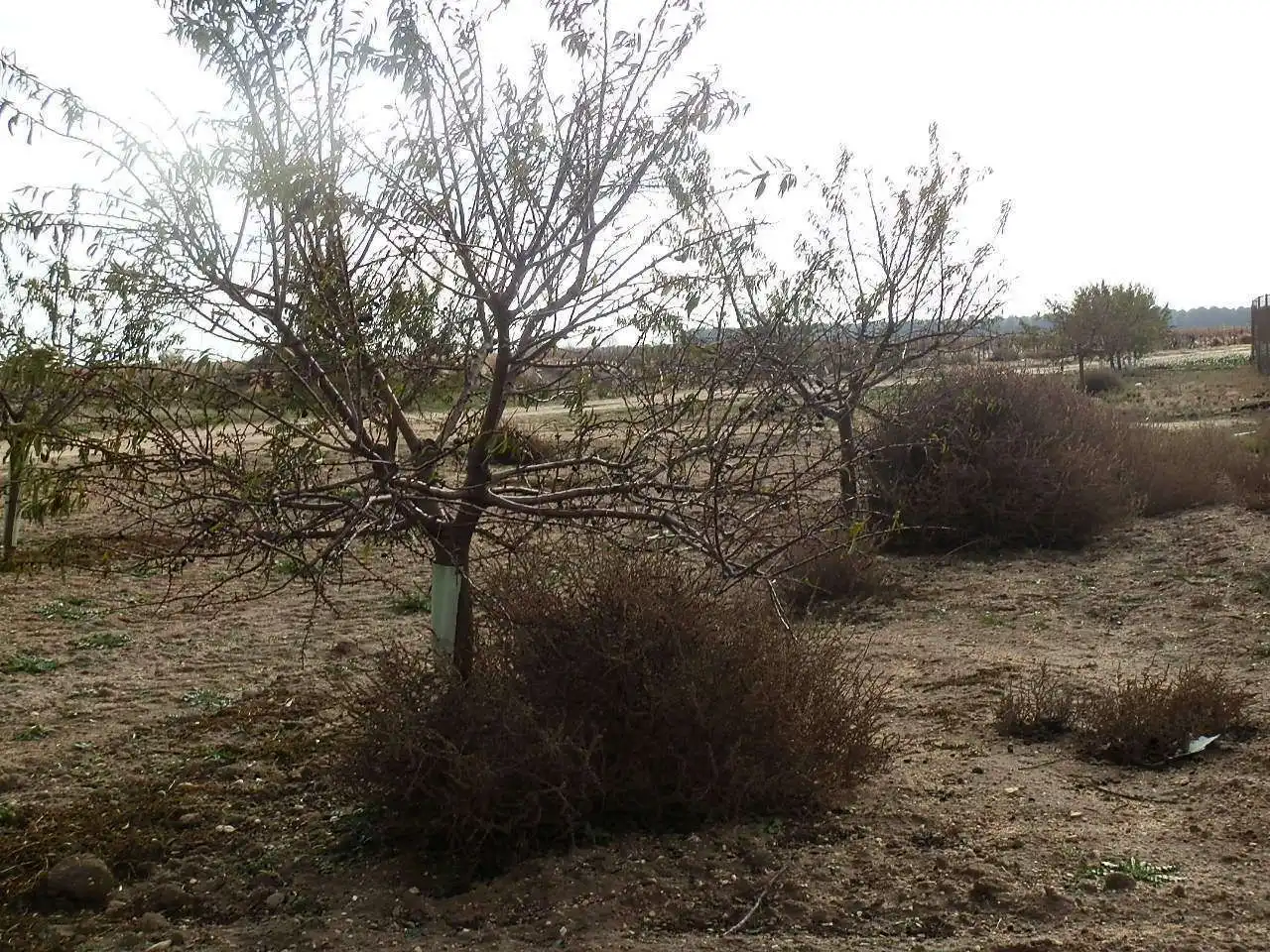 Rustikales Grundstück zum Verkauf in Pedro Muñoz, imagen 4