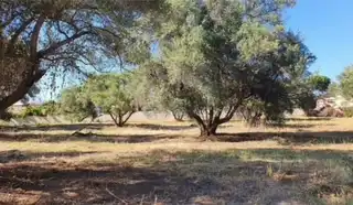 Terreny rústic en venda a San Pedro de Alcántara