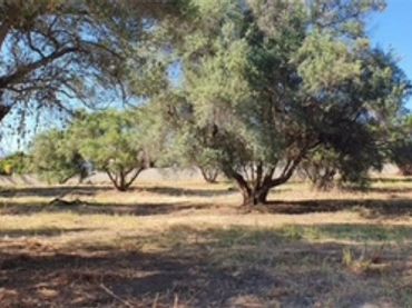 Terreno rustico in vendita a San Pedro de Alcántara
