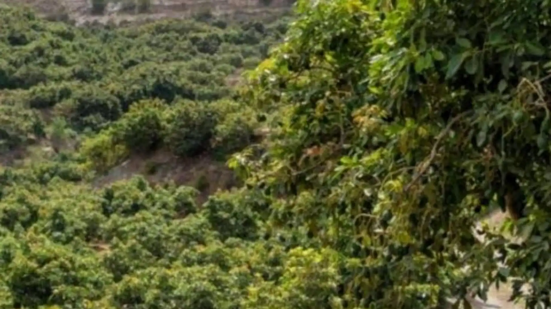 Country homes for sale in Los Tablones - La Garnatilla