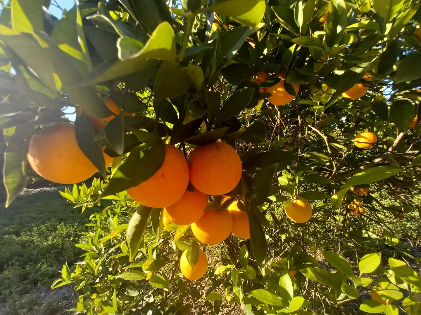 Jardín de Casa o chalet en venta en Elche / Elx