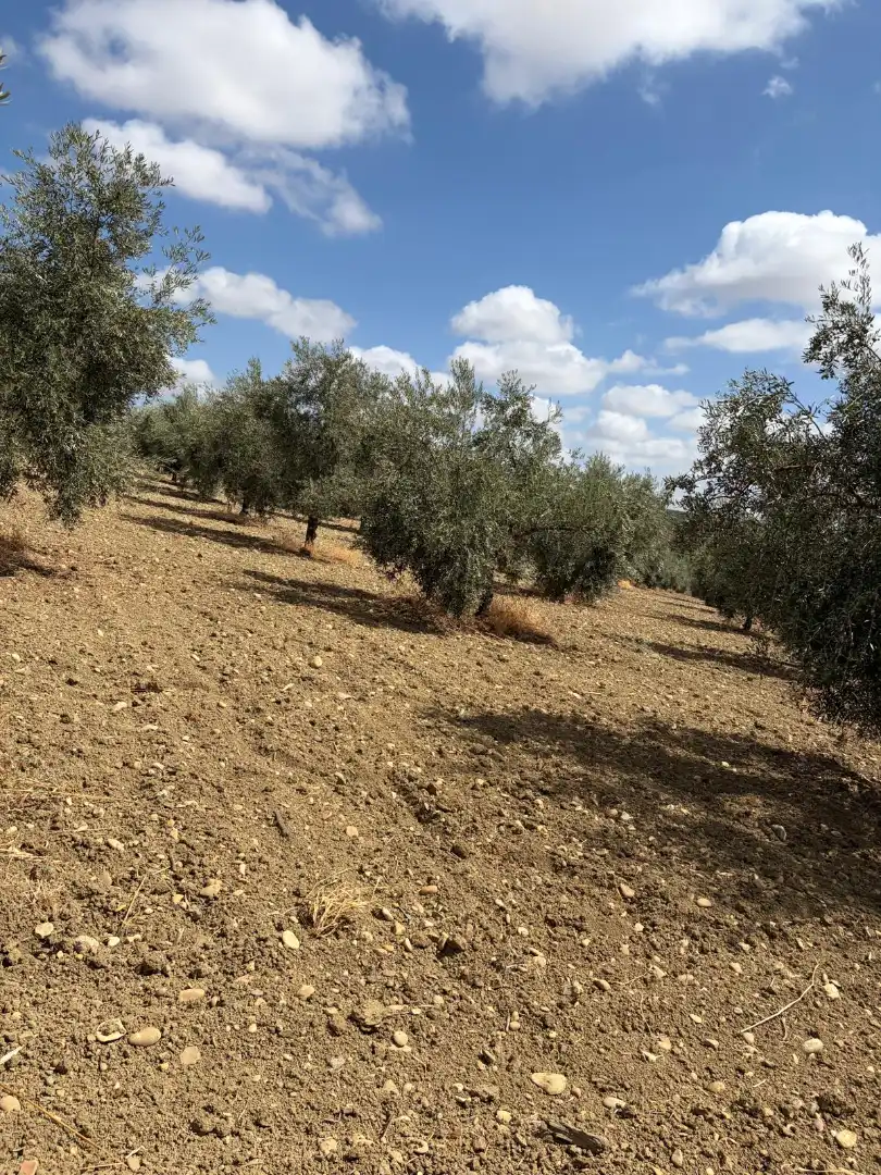 Terreno rustico in vendita a Santaella, imagen 3