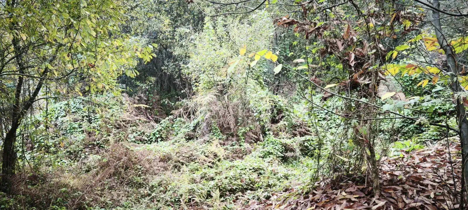 Terreny rústic en venda a Bouza (A)-Pontellas, imagen 9