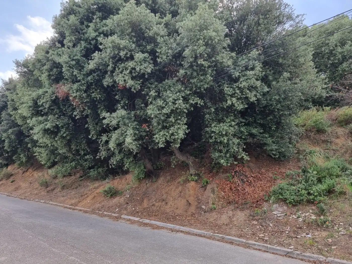 Lands and plots for sale in Calle MARGALLO, imagen 8