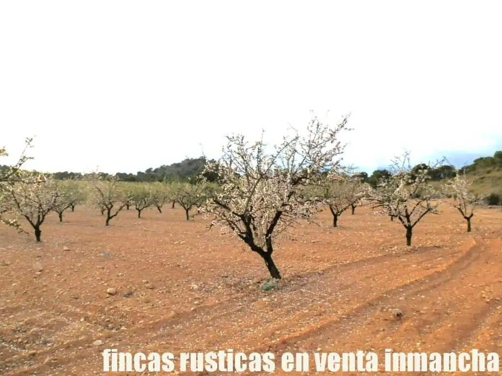 Terreni e lotti in vendita a Tobarra, imagen 3