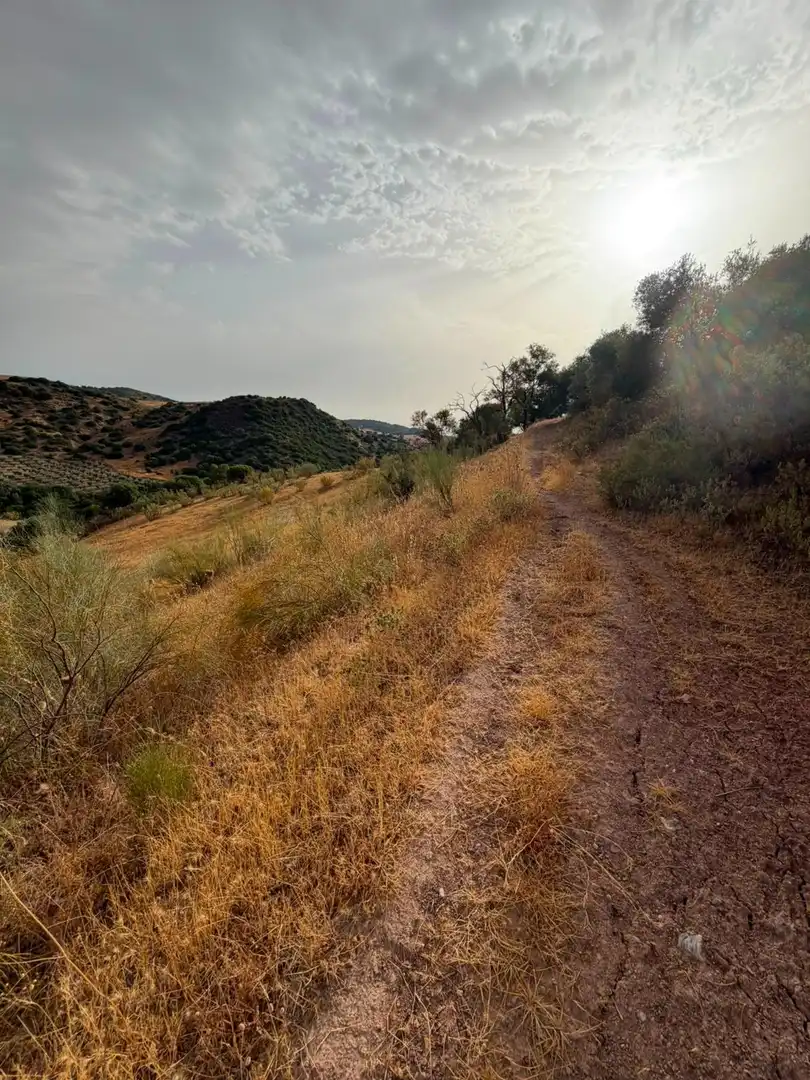 Rural land for sale in Polígono Morón de la Frontera, imagen 8