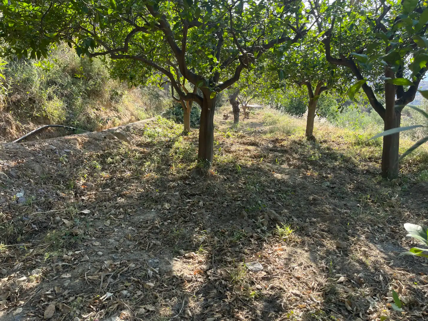 Terreno en venta en Alicún