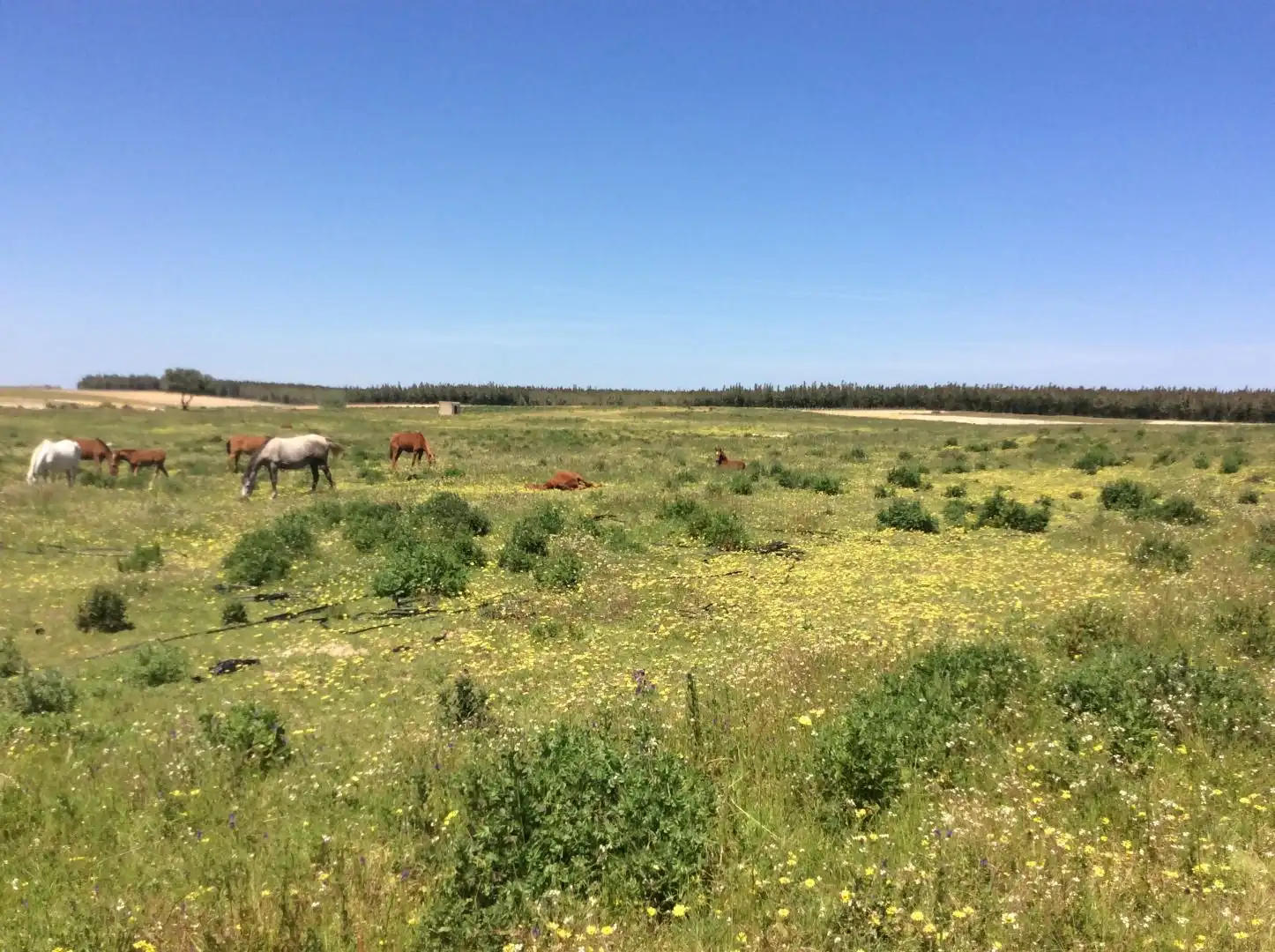 Land for sale in Almonte