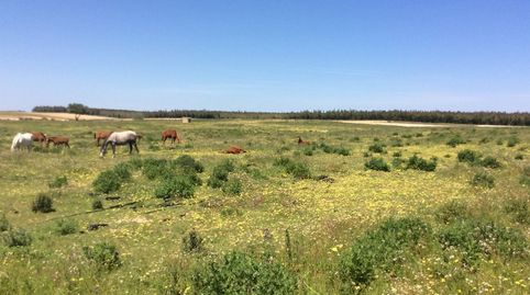 Photo 5 of Land for sale in Almonte ciudad, Almonte