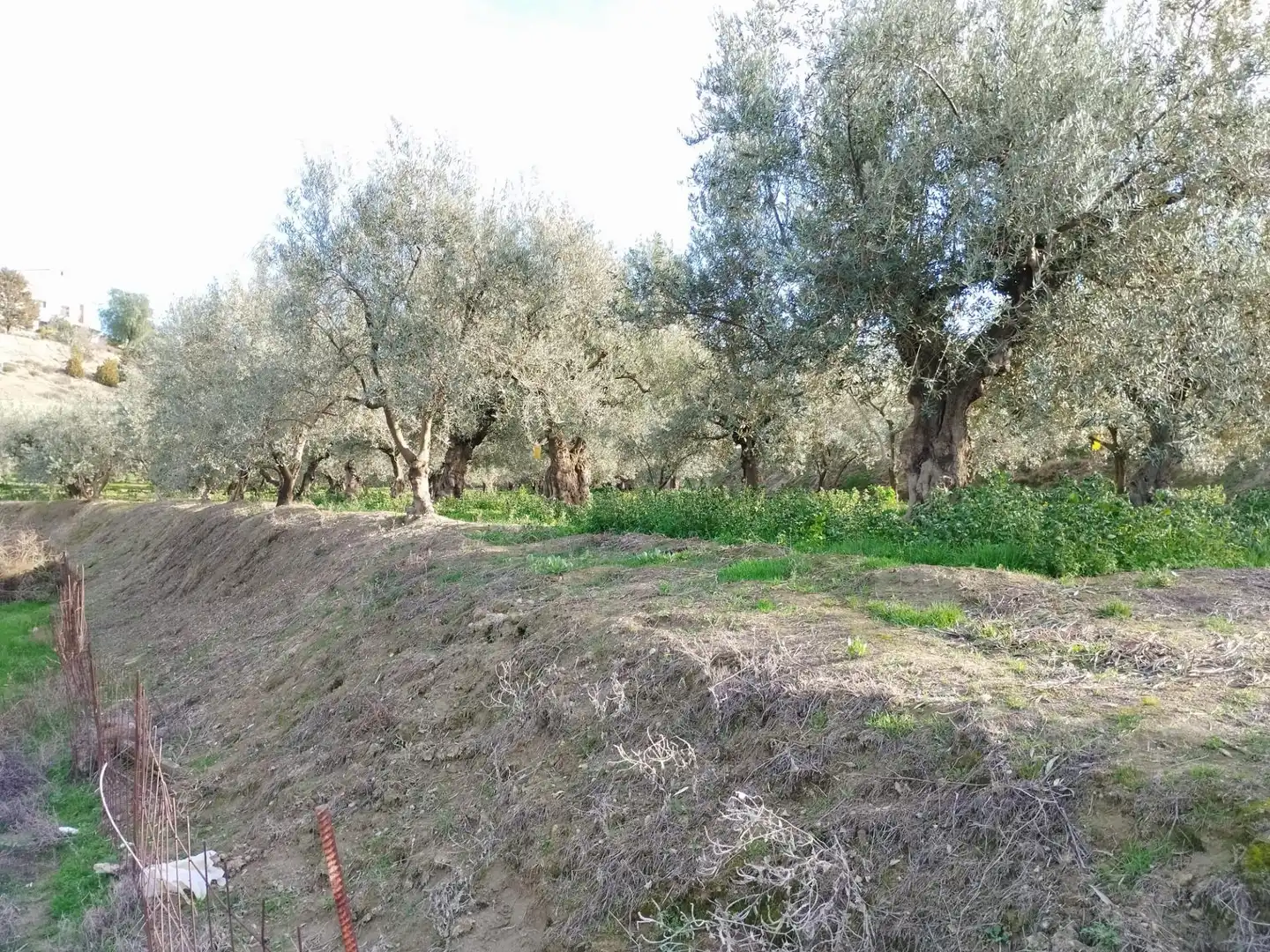 Terreno rustico in vendita a Urbanizacion PAGO VIÑA DEL REY, imagen 18