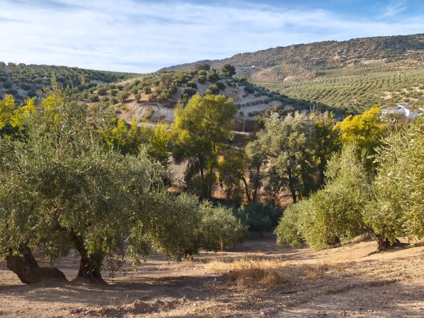 Vista exterior de Finca rústica en venta en Iznájar