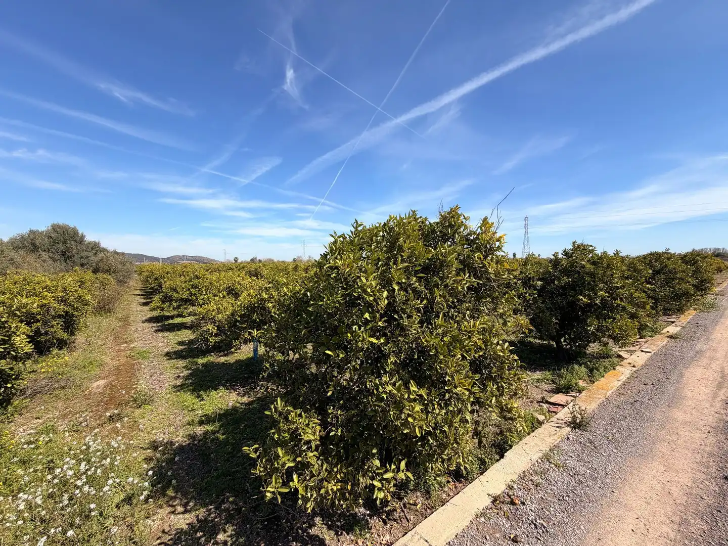 Rural land for sale in Almenara