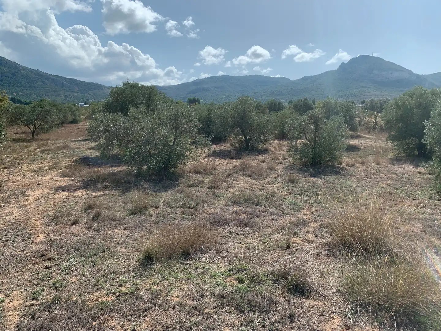 Rural land for sale in Las Tiesas, imagen 2