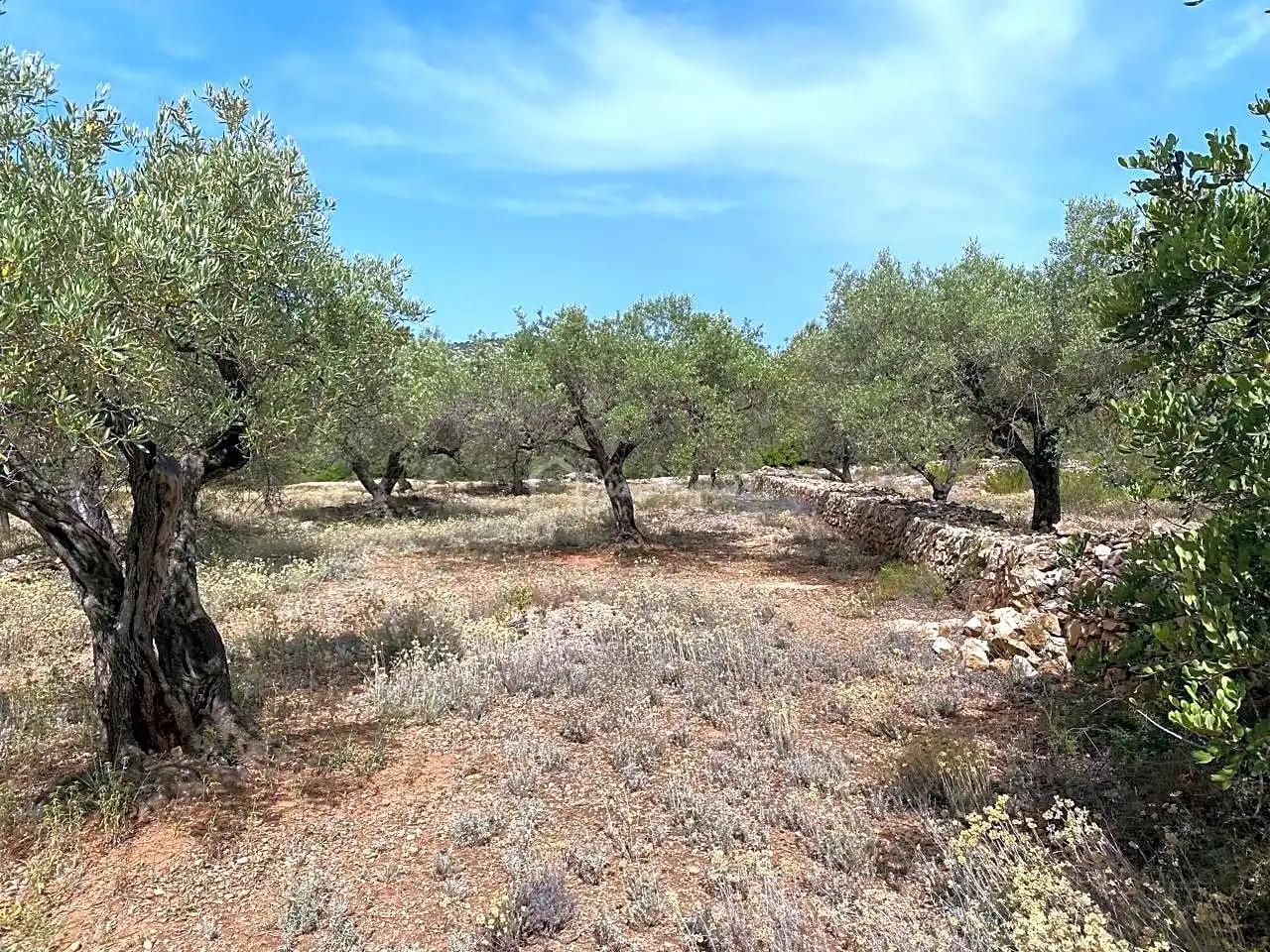 Terreno rustico in vendita a Partida Comartins, imagen 7