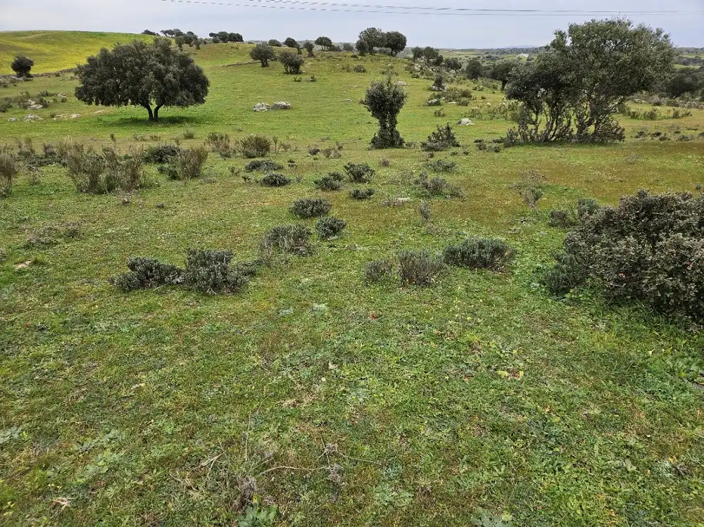Terreni e lotti in vendita a Navas del Madroño, imagen 2