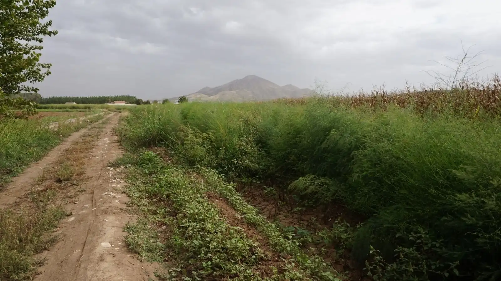 Rustikales Grundstück zum Verkauf in Pinos Puente, imagen 6