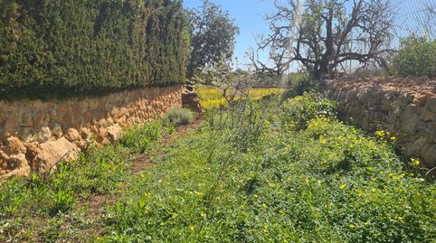 Foto 3 de Terreny en venda a Llucmajor pueblo, Llucmajor