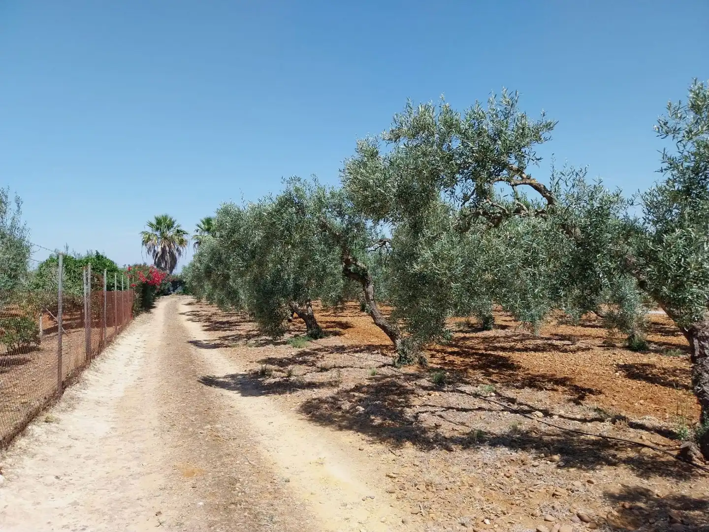Finca rústica en venta en Carmona