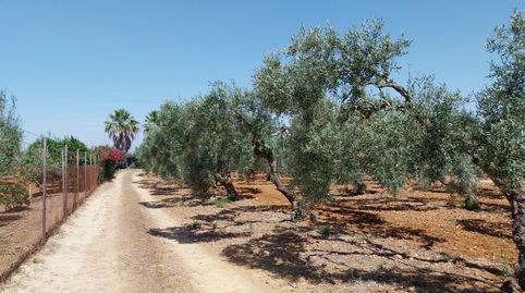 Foto 5 de Finca rústica en venta en Carmona, Sevilla