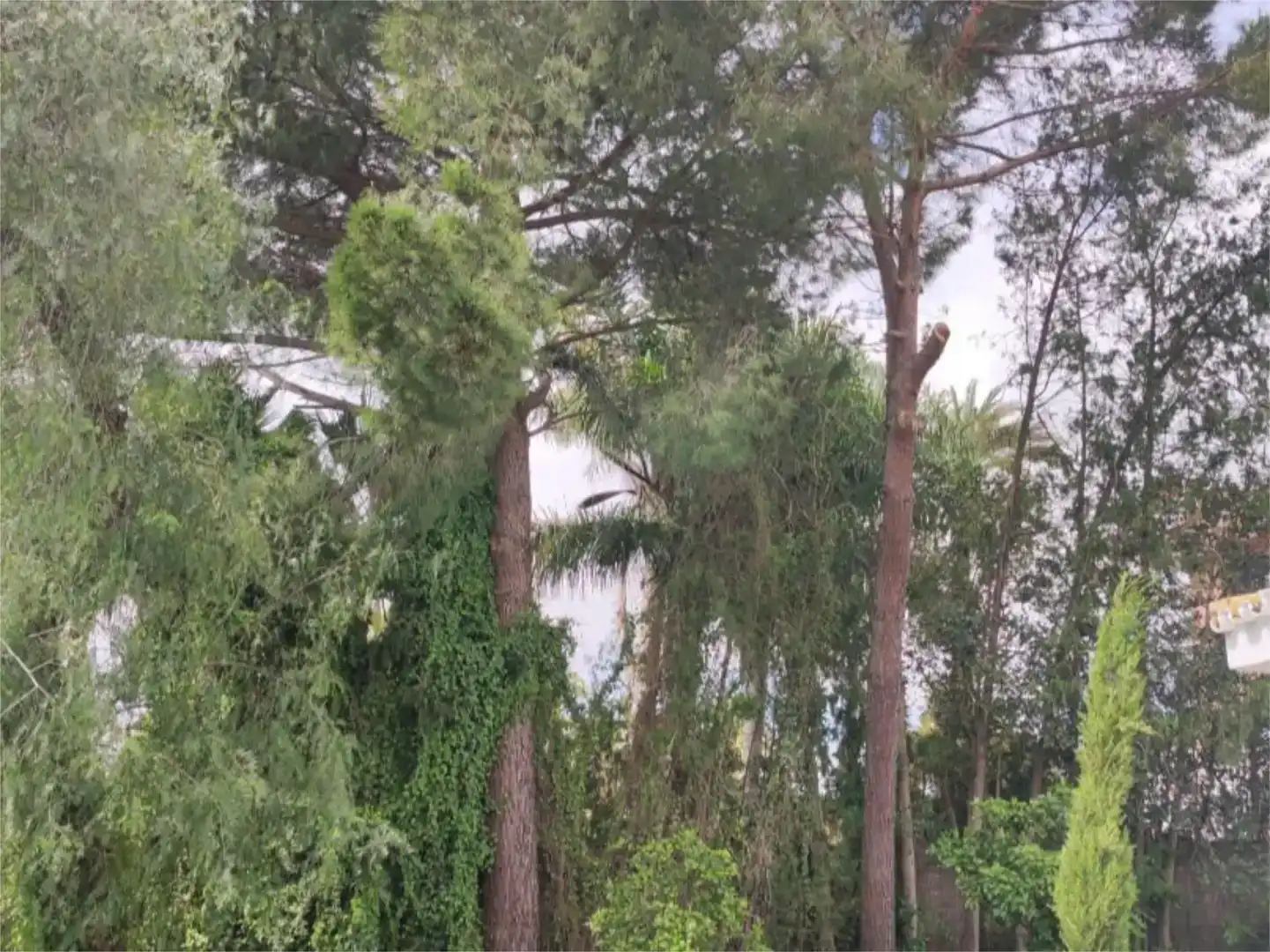 Casa o xalet en venda en Alcalá de Guadaira amb Piscina