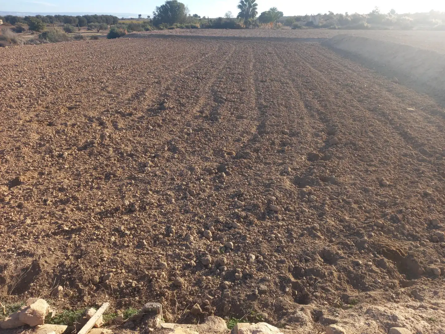 Terrain rustique à vendre à Elche ciudad, imagen 3