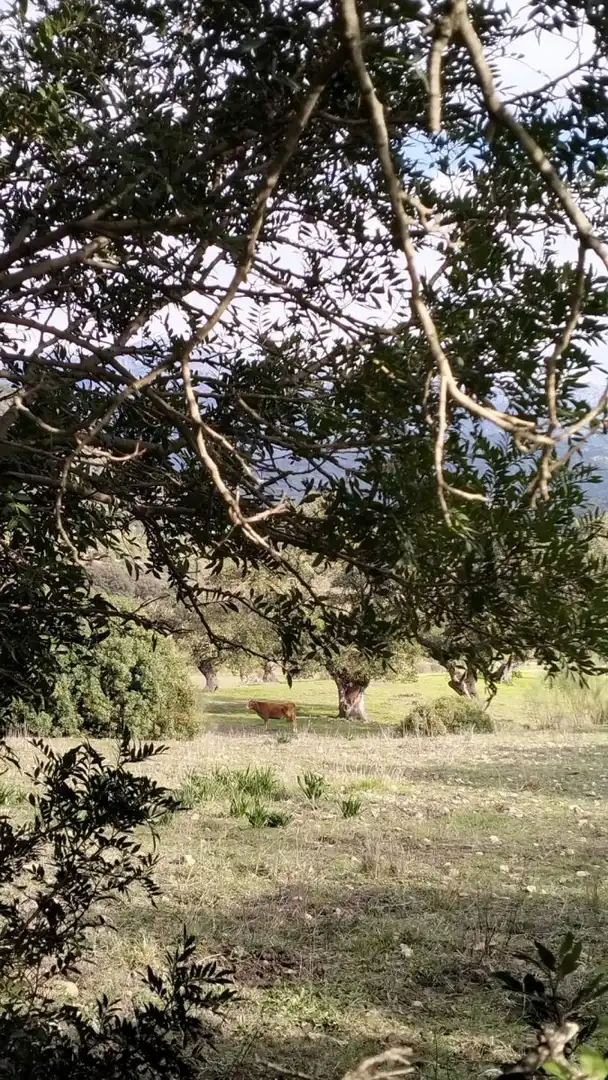 Casa rústica en venda a El Bosque, imagen 22