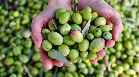 Foto 2 de Terreno de alquiler en Carretera Jerez -guadalcacín, Caballero Bonald - San José Obrero - Guadalcacín, Cádiz